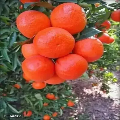 Natural Orange Plant