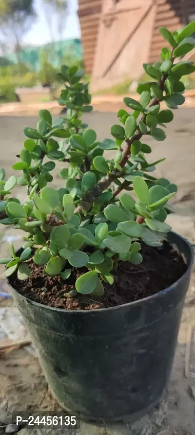 Natural Jade Plant