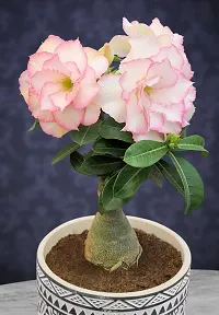 Natural Adenium Plant-thumb3