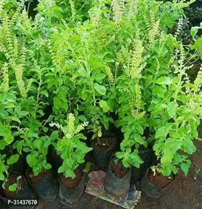 Natural Tulsi Plant-thumb5