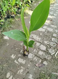 Natural Canna Lily Plant-thumb1