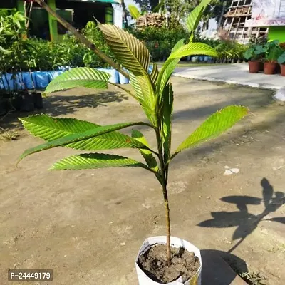 Natural Elephant Apple Plant