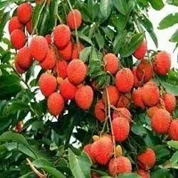 Natural Litchi Plant-thumb1