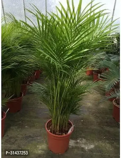 Natural Areca Plam Plant-thumb0