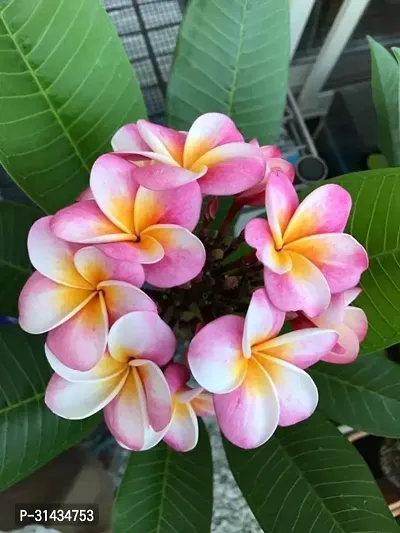 Natural Plumeria Plant-thumb0