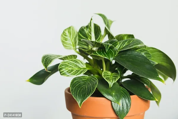 Philodendron Plant