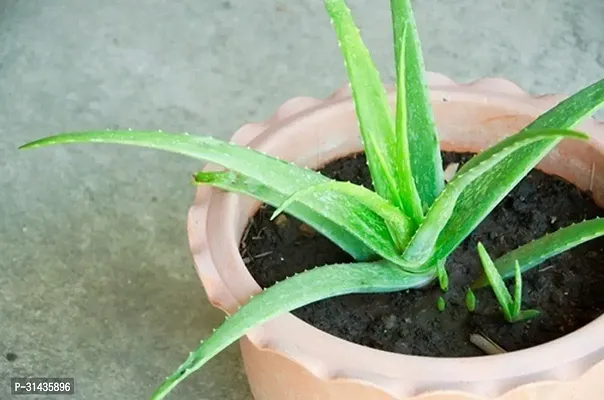 Natural Aloe Vera Plant-thumb3