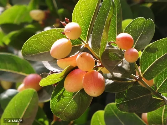 Natural Karonda Plant