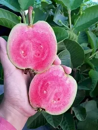 Natural Guava Plant-thumb2