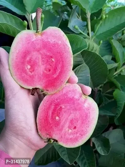 Natural Guava Plant-thumb3