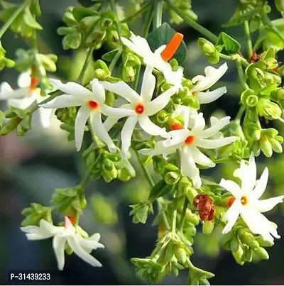 Natural Night Bloom Jasmine Plant-thumb0