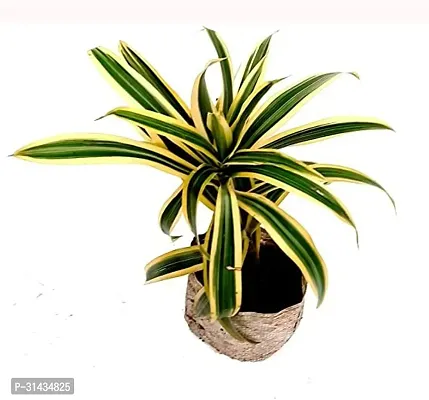 Natural Dracaena Plant-thumb0