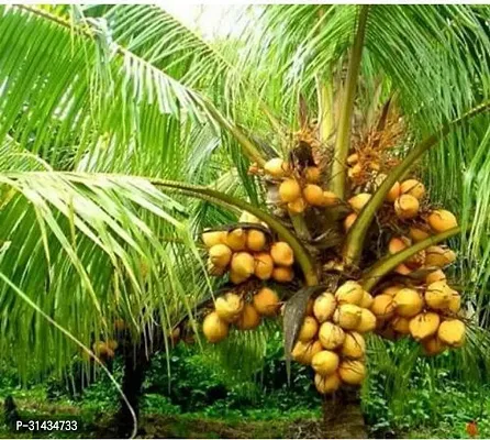 Natural Coconut Plant-thumb0