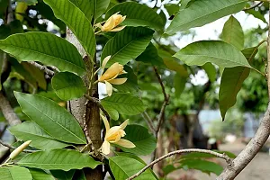 Natural Golden Champa Plant-thumb3