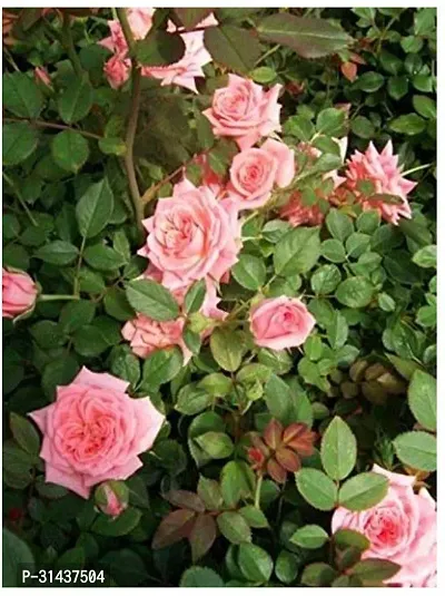 Natural Rose Plant