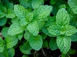 Natural Pepper Plant-thumb1