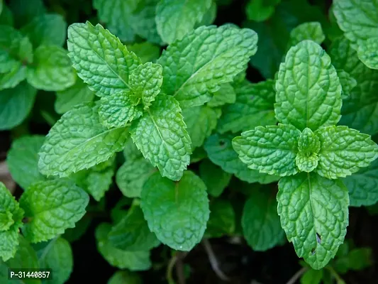 Natural Pepper Plant-thumb2