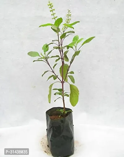 Natural Tulsi Plant-thumb0