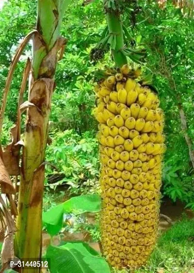 Natural Banana Plant