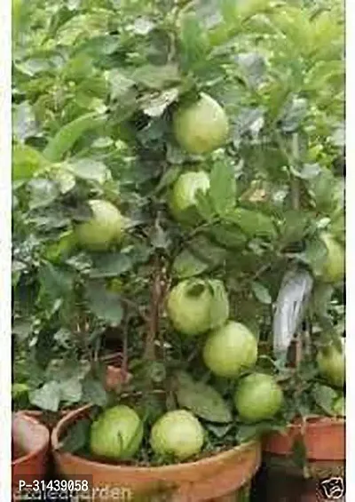 Natural Guava Plant-thumb0