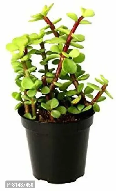 Natural Jade Plant-thumb0