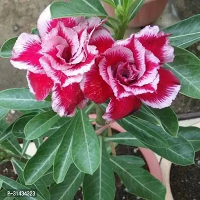 Natural Adenium Plant-thumb0