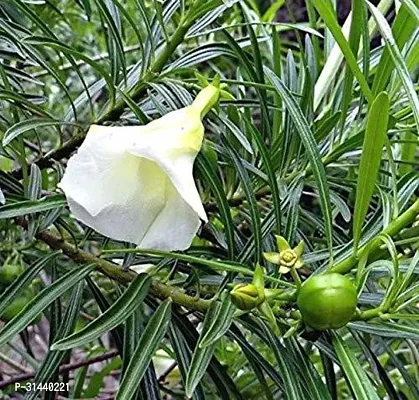 Natural Kaner Plant-thumb0