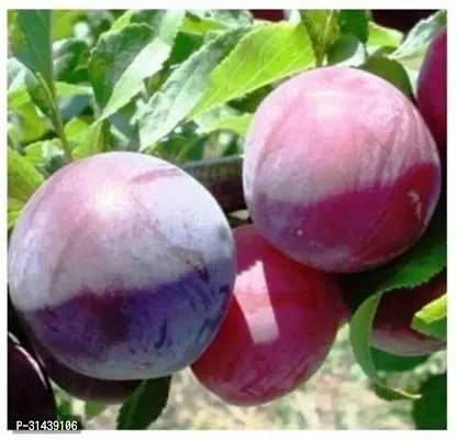 Natural Aloo Bukhara/Plum Plant-thumb2