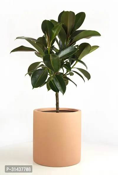 Natural Rubber Tree-thumb2