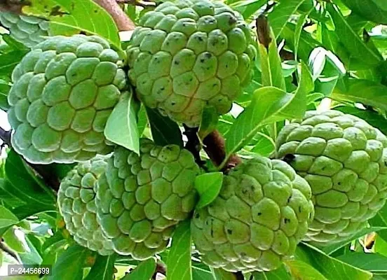 Natural Custard Apple Plant-thumb2