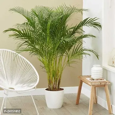 Areca Palm