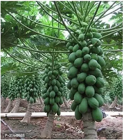 Natural Papaya Plant