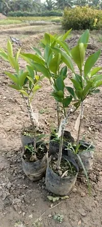 Natural Lemon Plant-thumb1