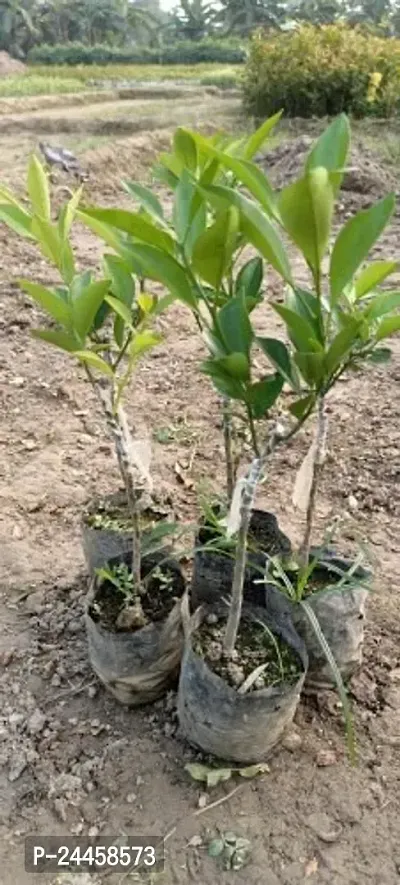 Natural Lemon Plant-thumb2