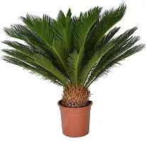 Natural Cycus Revoluta Plant-thumb1