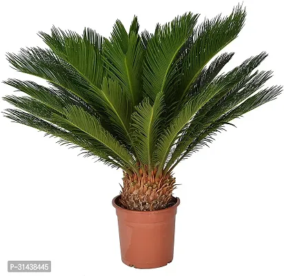 Natural Cycus Revoluta Plant-thumb2