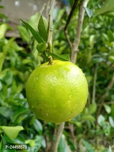 Natural Lemon Plant