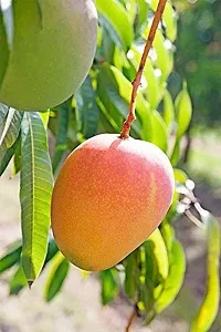 Natural Mango Plant-thumb1