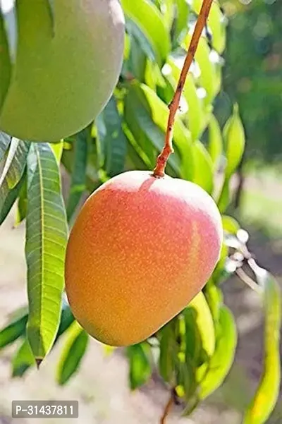 Natural Mango Plant-thumb2