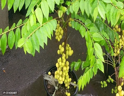 Natural Amla Plant-thumb0