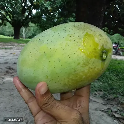 Natural Mango Plant-thumb0