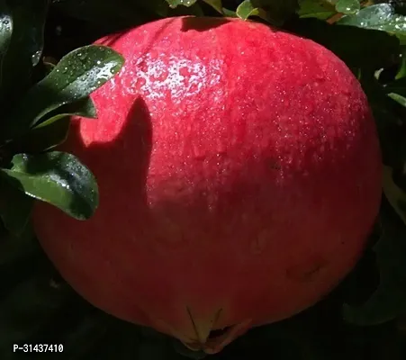 Natural Pomegranate Plant