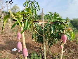 Natural Mango Plant-thumb3