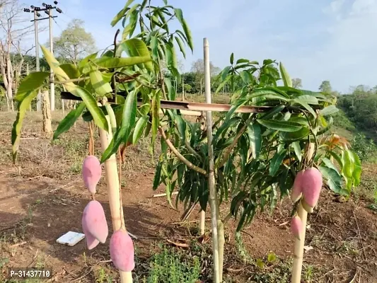 Natural Mango Plant-thumb4