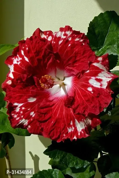 Natural Hibiscus Plant-thumb0