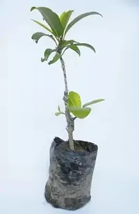 Natural Chiku Plant-thumb2