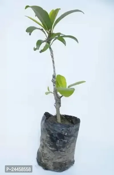 Natural Chiku Plant-thumb3