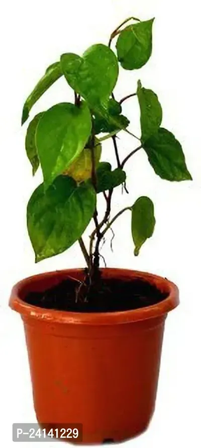 Betel Leaf Plant