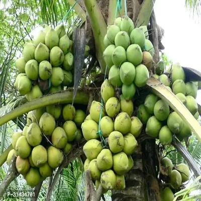 Natural Coconut Plant-thumb3