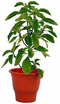 Natural Tulsi Plant-thumb1